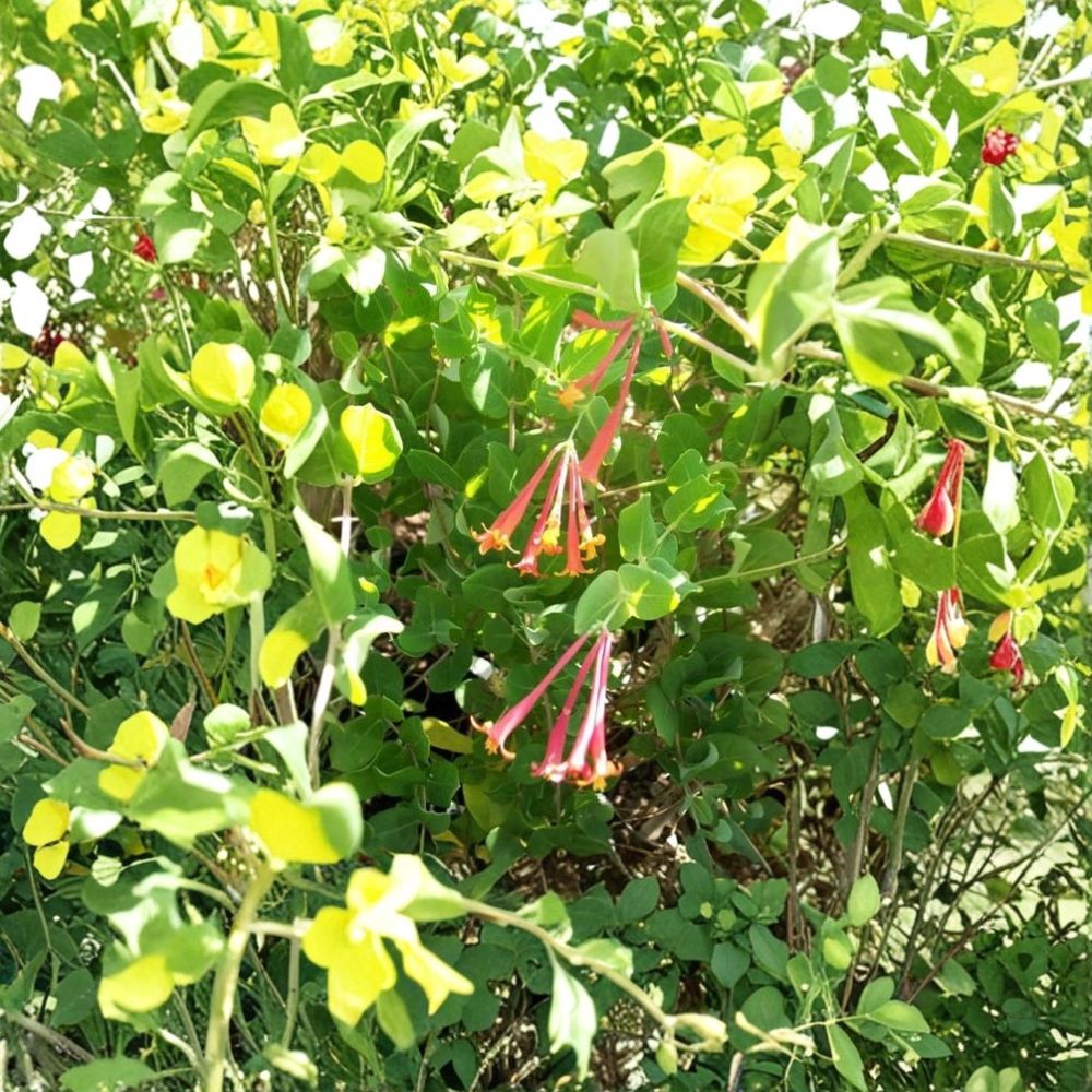 Arnold's Red Honeysuckle Live Flowering Vine Plant 1 Gallon Rooted Garden Trellis Easy to Grow