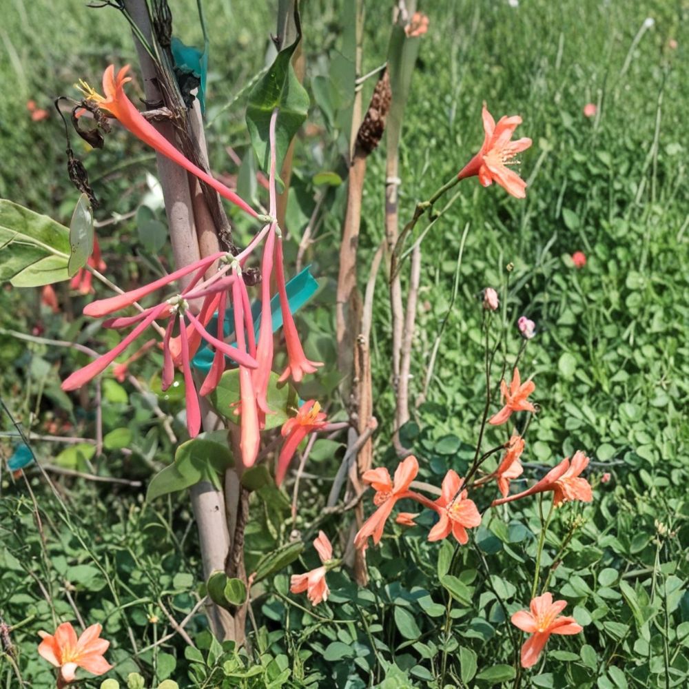 Coral Honeysuckle Vine Plant – Lonicera sempervirens 2 Gallon, Coral Red Flowers, Hummingbird Friendly, Easy to Grow, Live Root Ball