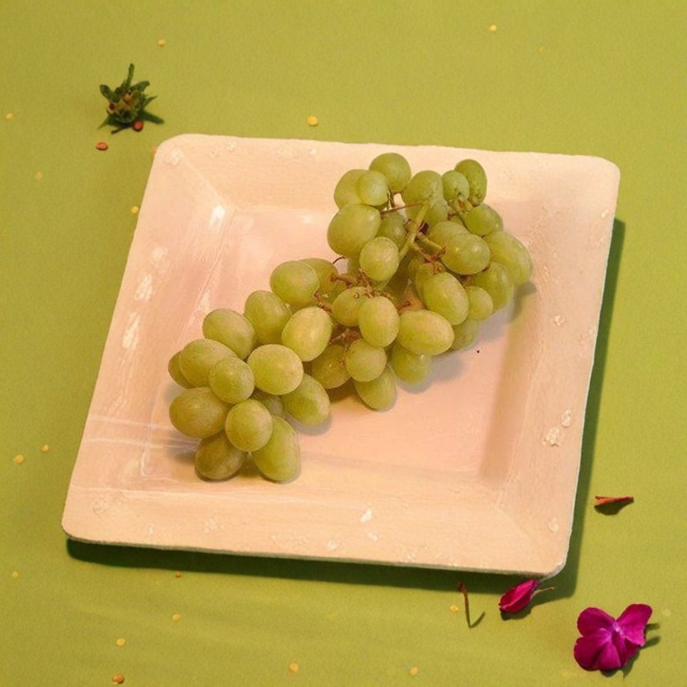 Chardonnay White Wine Grape Vine – Live Plant in 3-Gallon Container, Rooted, Easy to Grow, Vineyard & Backyard Friendly