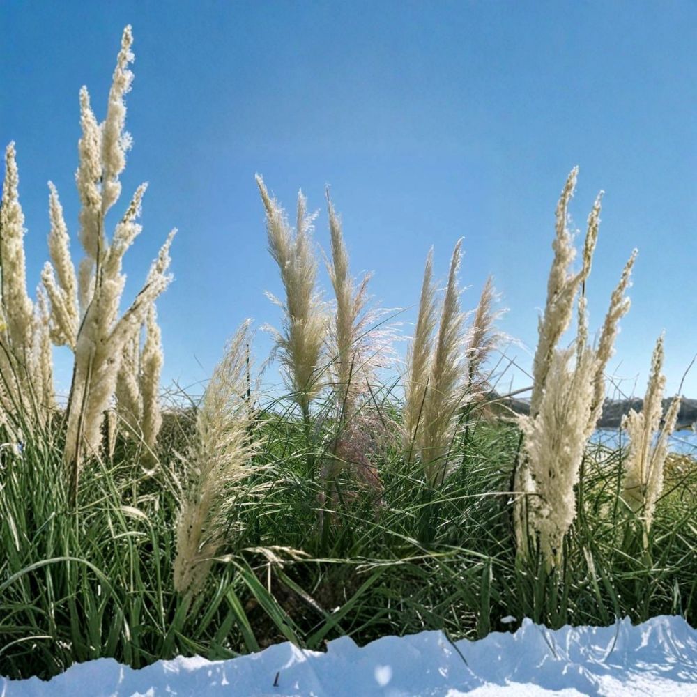 White Pampas Grass Live Plant – 1 Gallon Ornamental Grass with Large White Plumes for Landscaping and Garden Borders