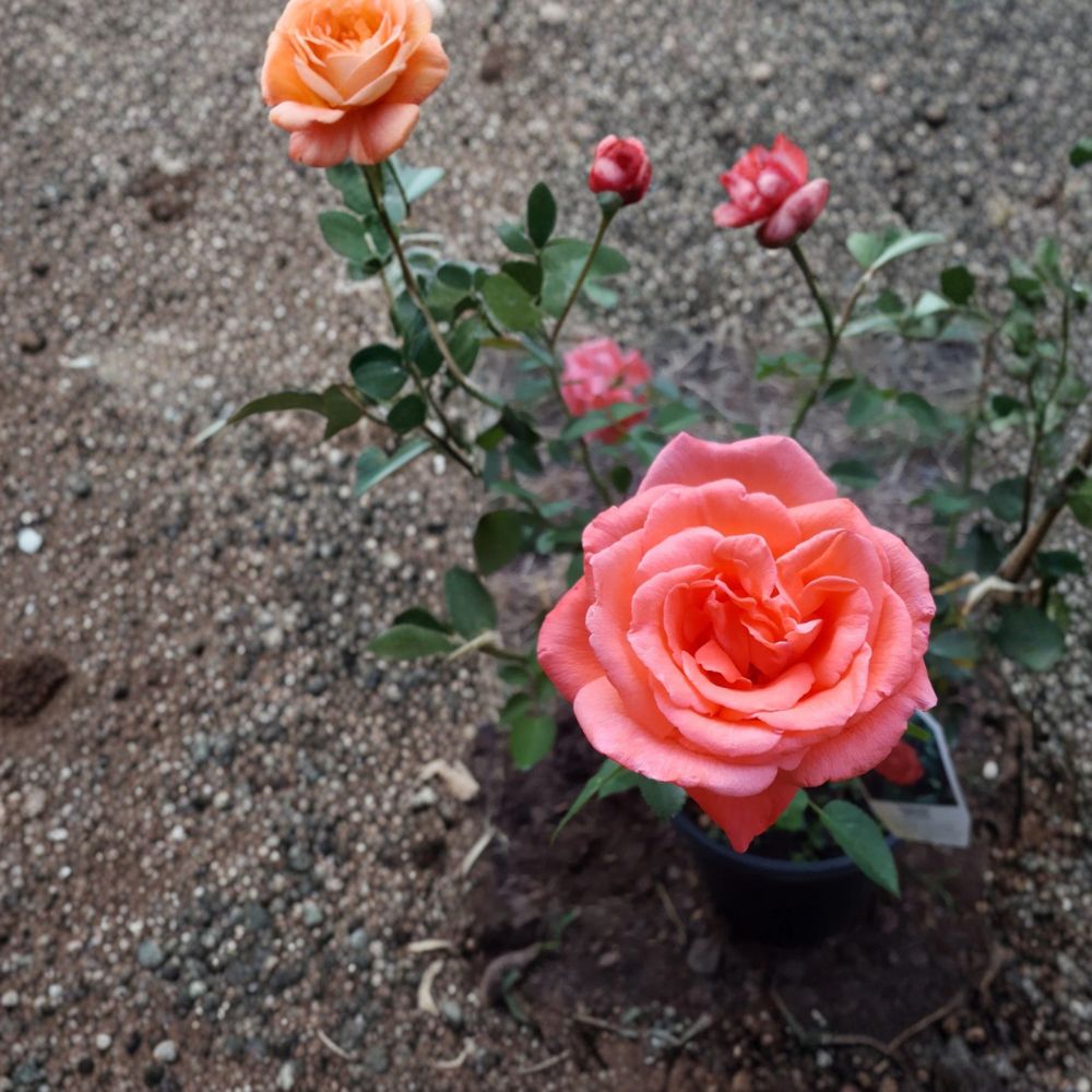 Tropicana Hybrid Tea Rose Live Plant 1 Gallon – Vibrant Orange Blooms Fragrant Garden Rose Rosa
