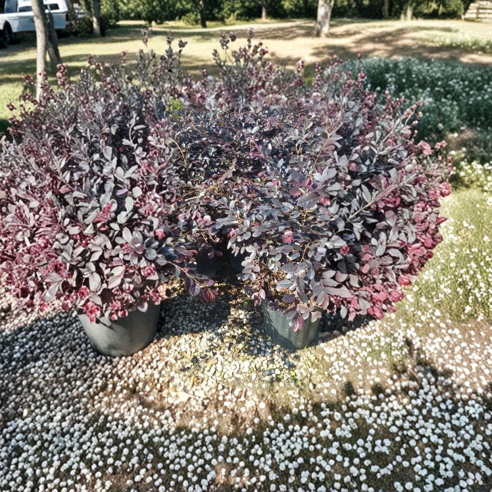 Chinese Fringe Flower Loropetalum 1 Gallon Live Shrub | Evergreen Flowering Plant with Pink Fringe Blooms | Easy Landscape Shrub