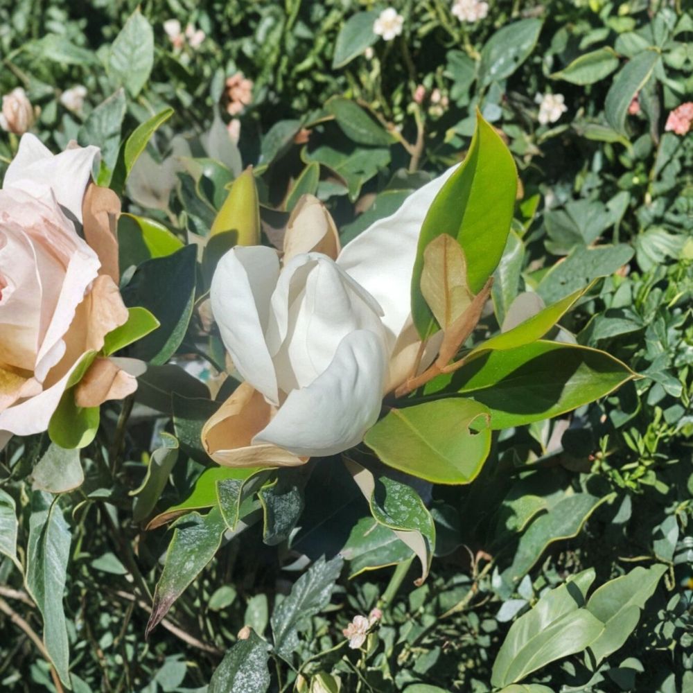 Southern Magnolia Tree – Live Magnolia grandiflora with Fragrant White Flowers, Evergreen Shade Tree, Healthy Root System, 4–5 Feet Tall