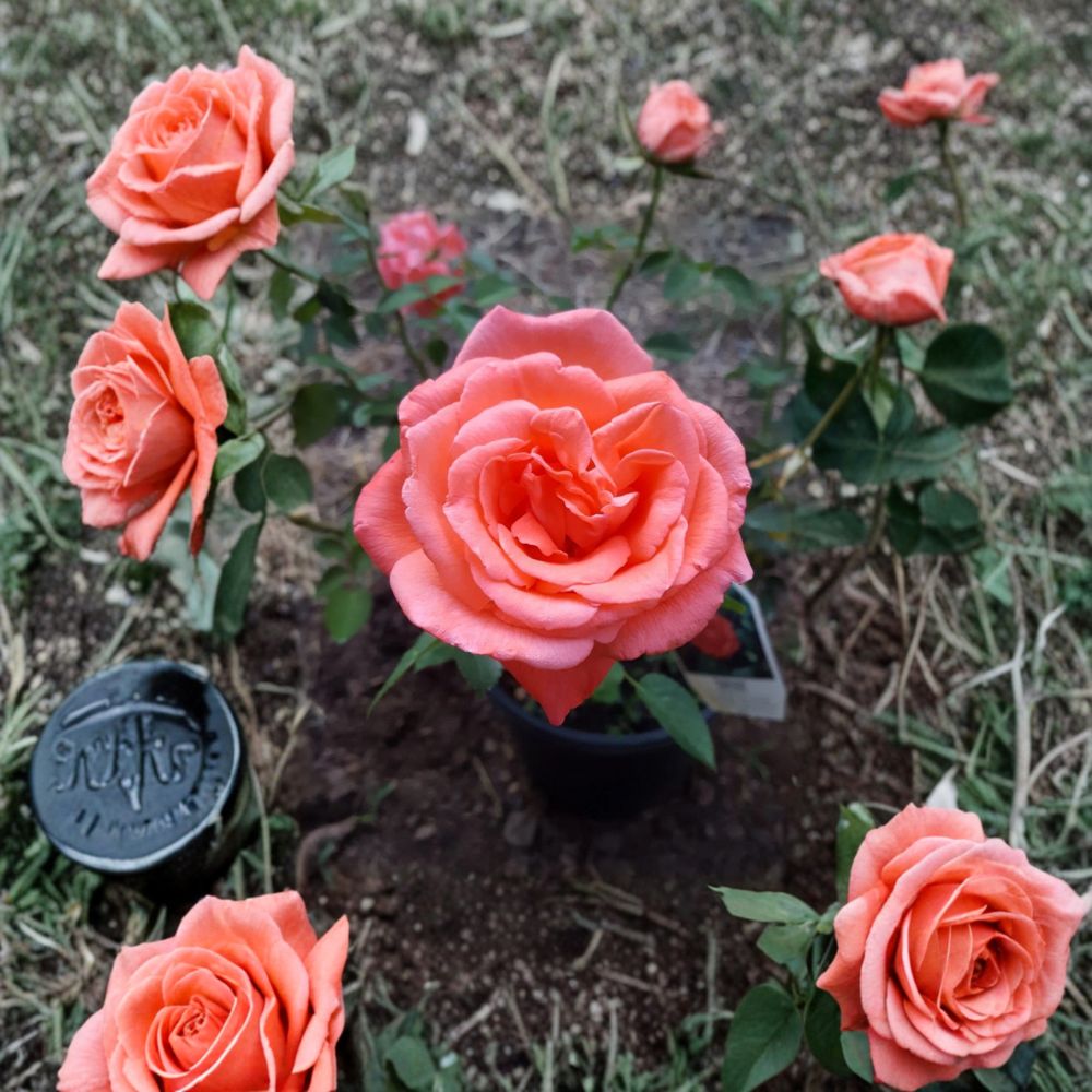 Tropicana Hybrid Tea Rose Live Bush Plant 1 Gallon | Rooted Rose for Garden & Landscape | Easy to Grow