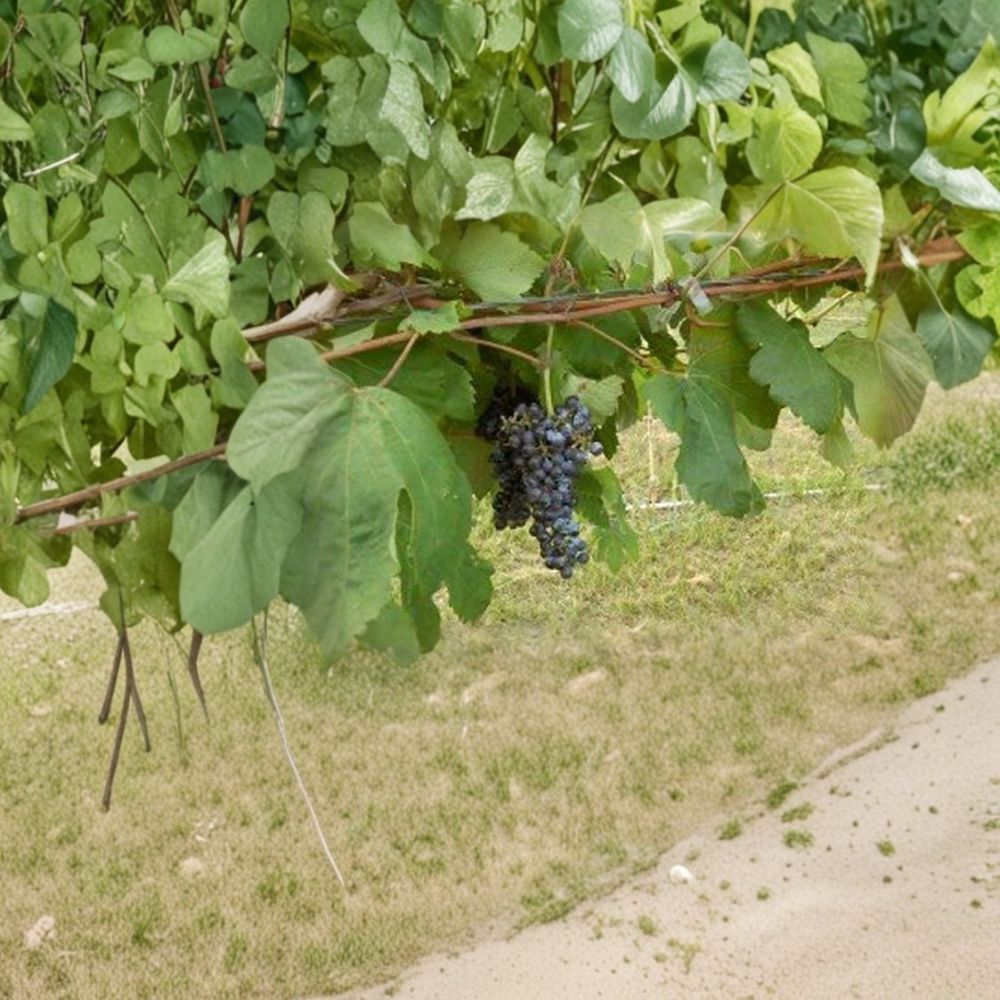 Black Manukka Seedless Grape Vine – Vitis vinifera Live Plant, 2 Gallon, Self-Fertile, Easy to Grow, Garden & Vineyard Friendly