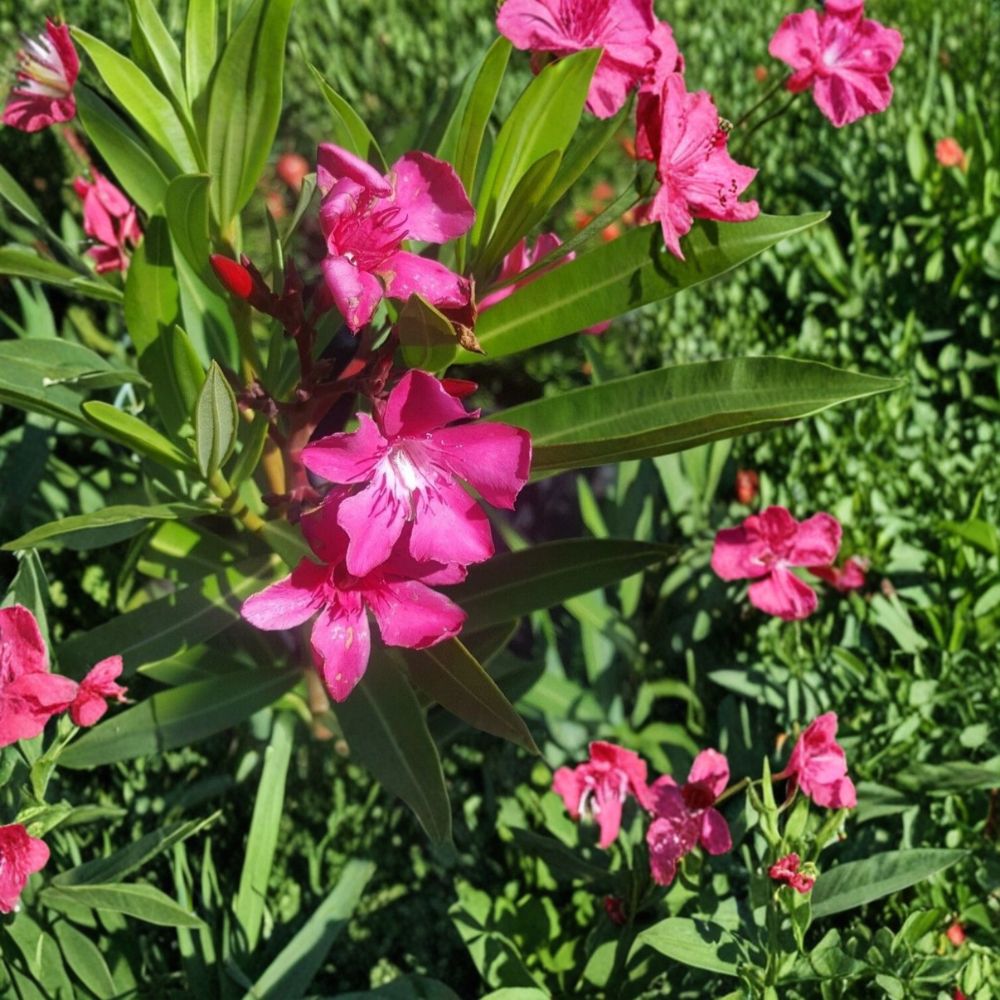 Pink Oleander Live Shrub 2 Gallon Rooted Plant, Flowering Garden & Landscape Plant, Nerium oleander