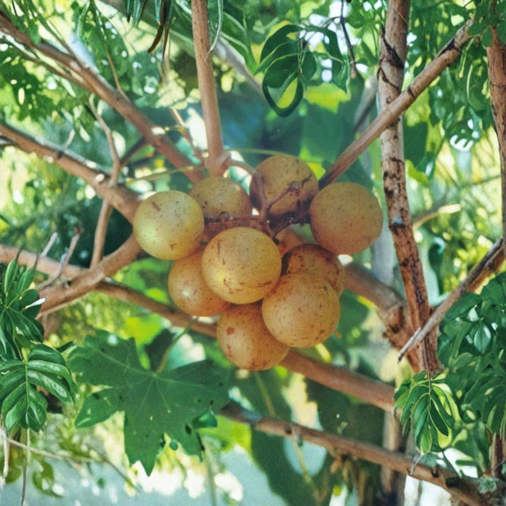 Light Scuppernong Muscadine Grape Vine – Live Plant with Bronze Fruit, Vitis rotundifolia, 4–6 Feet Tall, Fruit & Wine Production