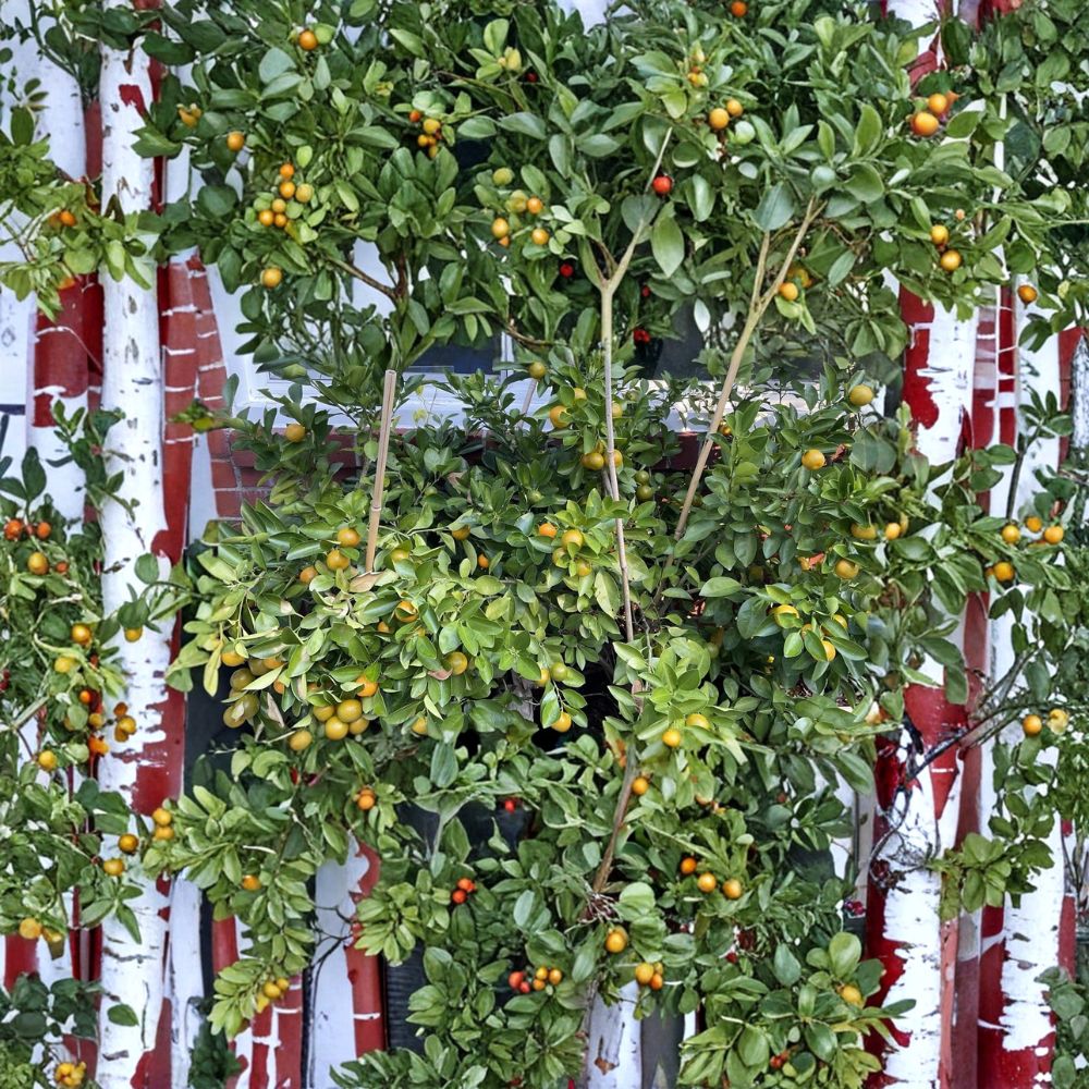 Calamansi Tree – Calamondin Citrus Live Plant – 2–3 Inch Rooted Starter – Indoor Outdoor Fruit Tree – Everbearing Citrus (Citrus microcarpa)