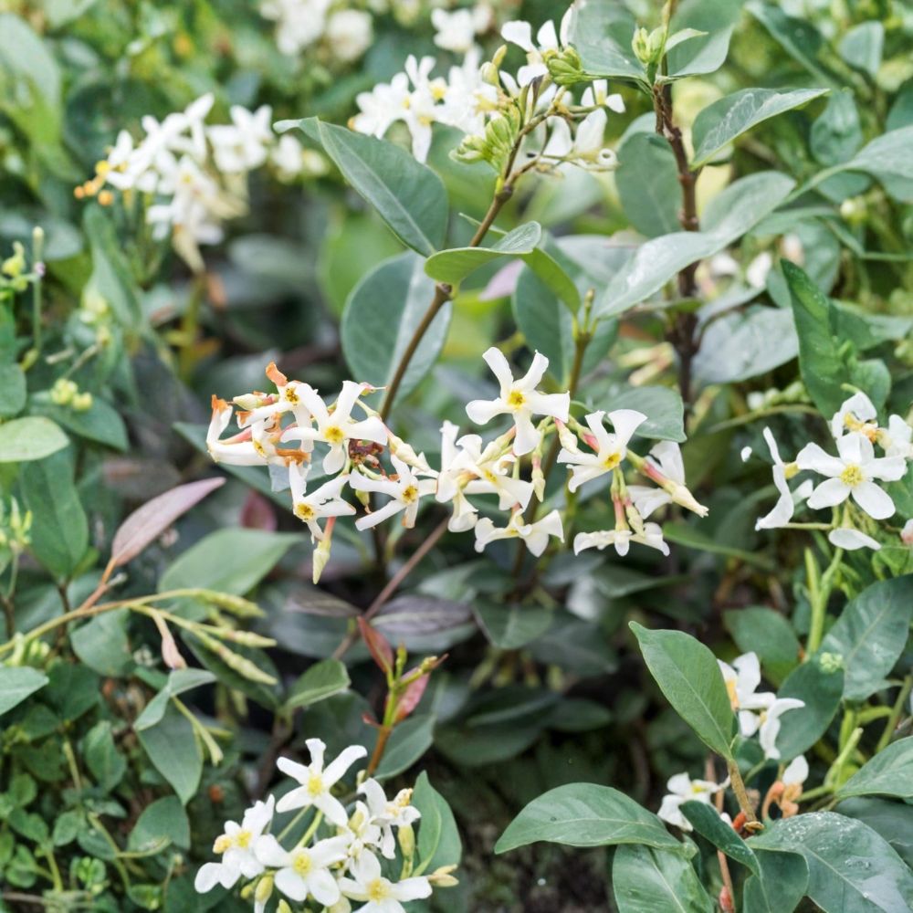 Asiatic Jasmine Minima Plant – Trachelospermum asiaticum Evergreen Groundcover in Quart Pot, Low Growing Spreading Vine, Easy Care