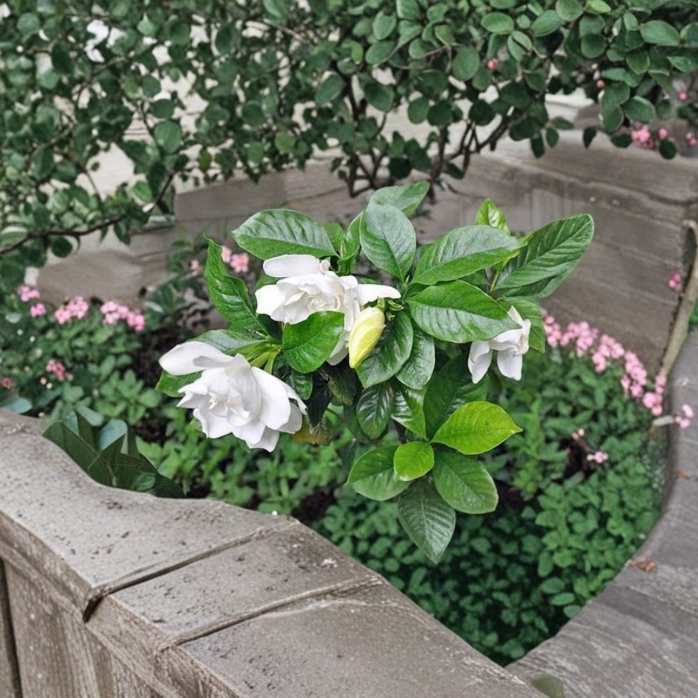 Gardenia Seeds – Gardenia jasminoides Cape Jasmine – Fragrant White Flowering Evergreen Shrub – 100 Seeds for Garden & Landscaping