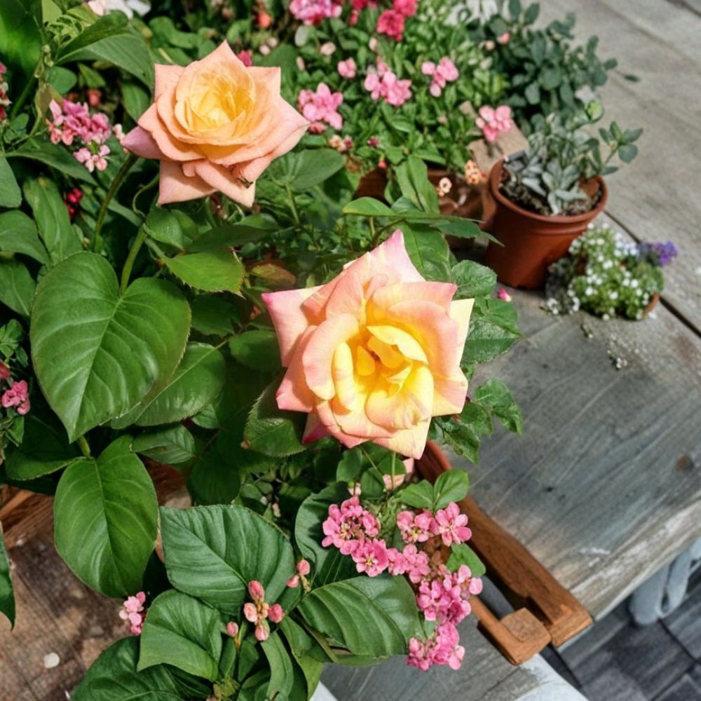 Jacob's Robe Climbing Rose – Live Plant 1 Gallon, Colorful Double Blooms, Garden Rose Vine, Easy to Grow, Yellow Pink Red, Rosa 'Jacob's Robe'