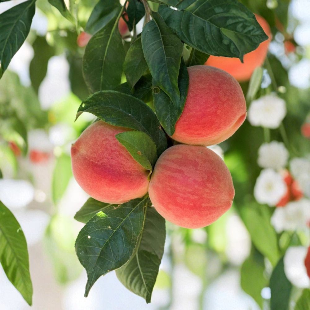 Babcock White Honey Peach Tree – Live Bare Root Prunus persica, Self-Fertile, Sweet Low Acid Freestone Fruit Plant