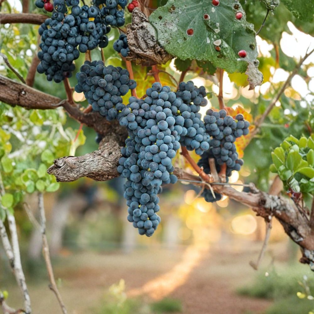 Valiant Grape Plant – Vitis spp. Live Vine, Cold Hardy Concord Flavor, Early Ripening Fruit, Potted Backyard Vineyard Plant