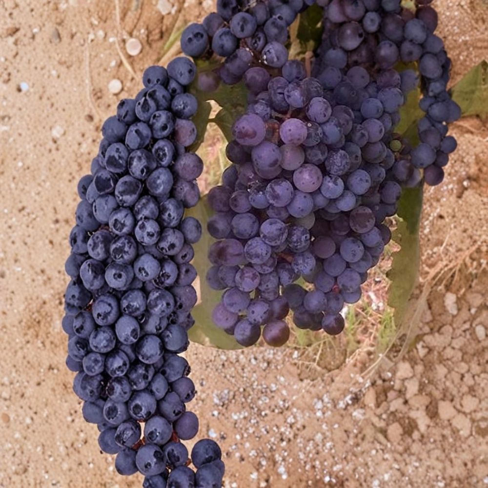 Zinfandel Wine Grape Vine – Live Fruit Plant, 3 Gallon, Self-Fertile, Home Vineyard, Easy to Grow, Vitis vinifera