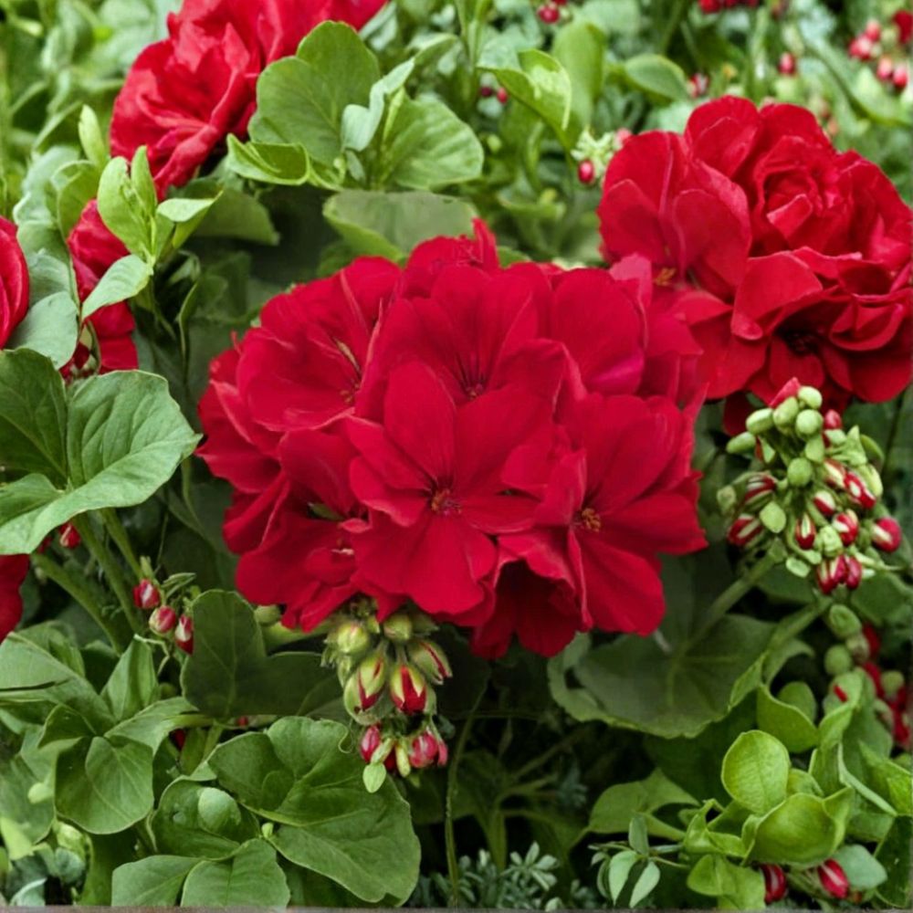 Red Geranium Seeds – Pelargonium hortorum Bright Red Blooms, Garden & Container Planting, Easy to Grow, 10 Seeds Included