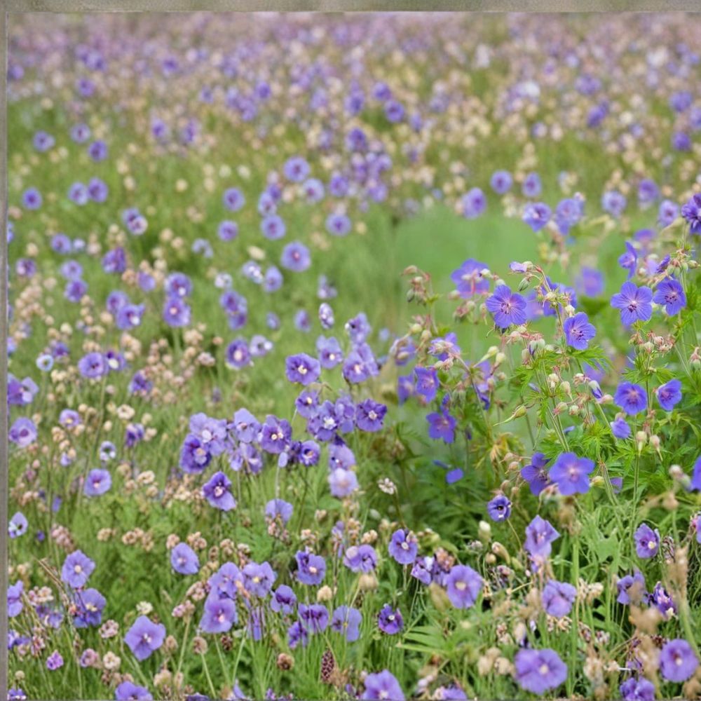 Pratense Geranium Seeds – 25+ Hardy Meadow Cranesbill Perennial Flower Seeds for Garden Borders & Beds