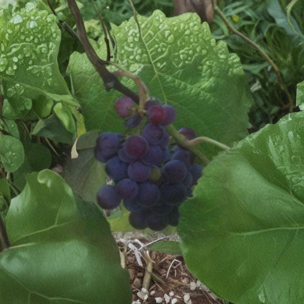 Saturn Blue Seedless Grape Vine – Live Fruit Plant, 2 Gallon, Large Blue Seedless Grapes, Self-Fertile Vineyard Vine