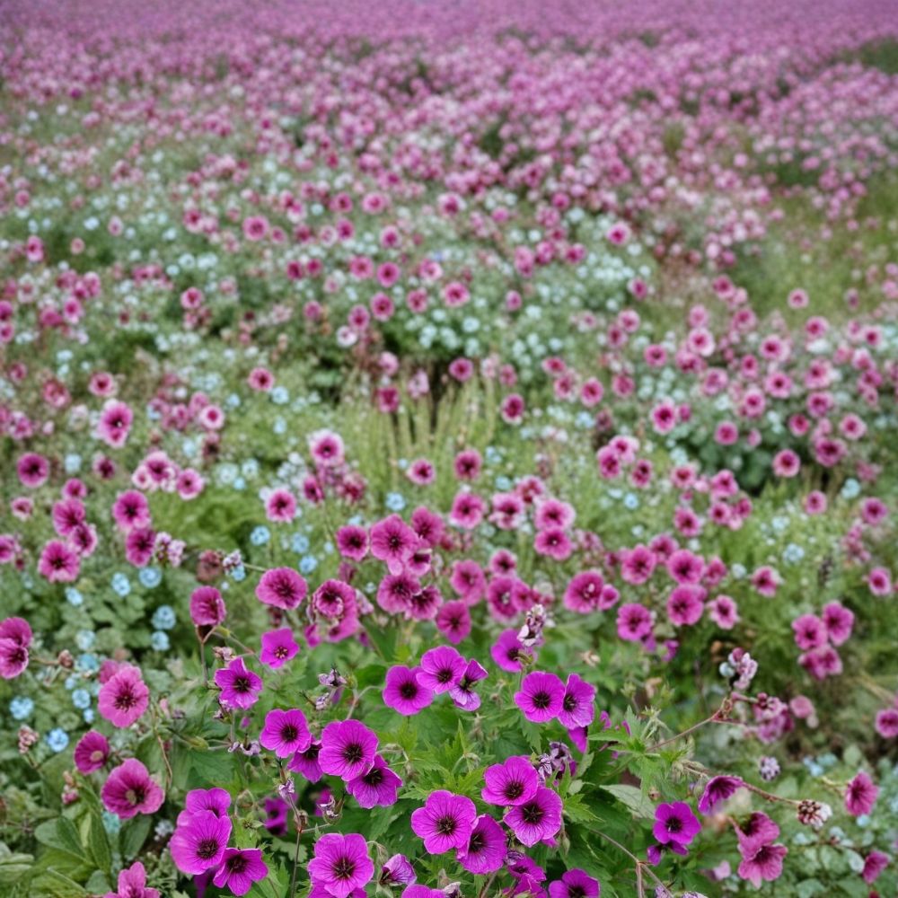 Bressingham Flair Geranium Seeds – 25+ Premium Flower Seeds for Garden, Patio & Balcony, Easy to Grow, Colorful Blooms, Pelargonium Scientific