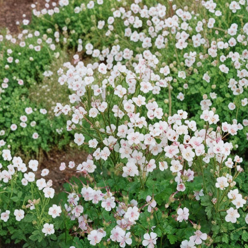 Biokovo Geranium Seeds – 25+ Premium Flower Seeds for Garden, Patio & Container | Hardy, Easy to Grow Pelargonium graveolens