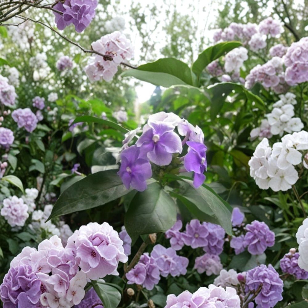 Purple Jasmine Seeds – Fragrant Flowering Plant with Purple Blooms, Ornamental Garden Plant, Jasmine spp., Easy to Grow, 15 Seeds