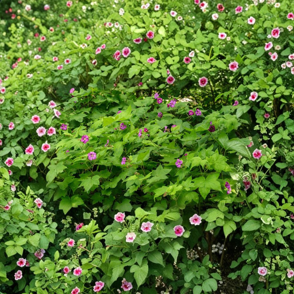 Purple Flowering Raspberry Plant – Thornless Ornamental Edible Shrub for Zones 4–7 | Pollinator Friendly Raspberry (Rubus odoratus)