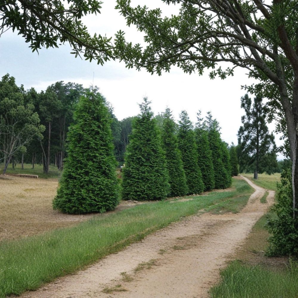 Green Giant Arborvitae Live Plants 25 Pack | 6-12 Inch Thuja plicata Privacy Hedge Evergreen Screen