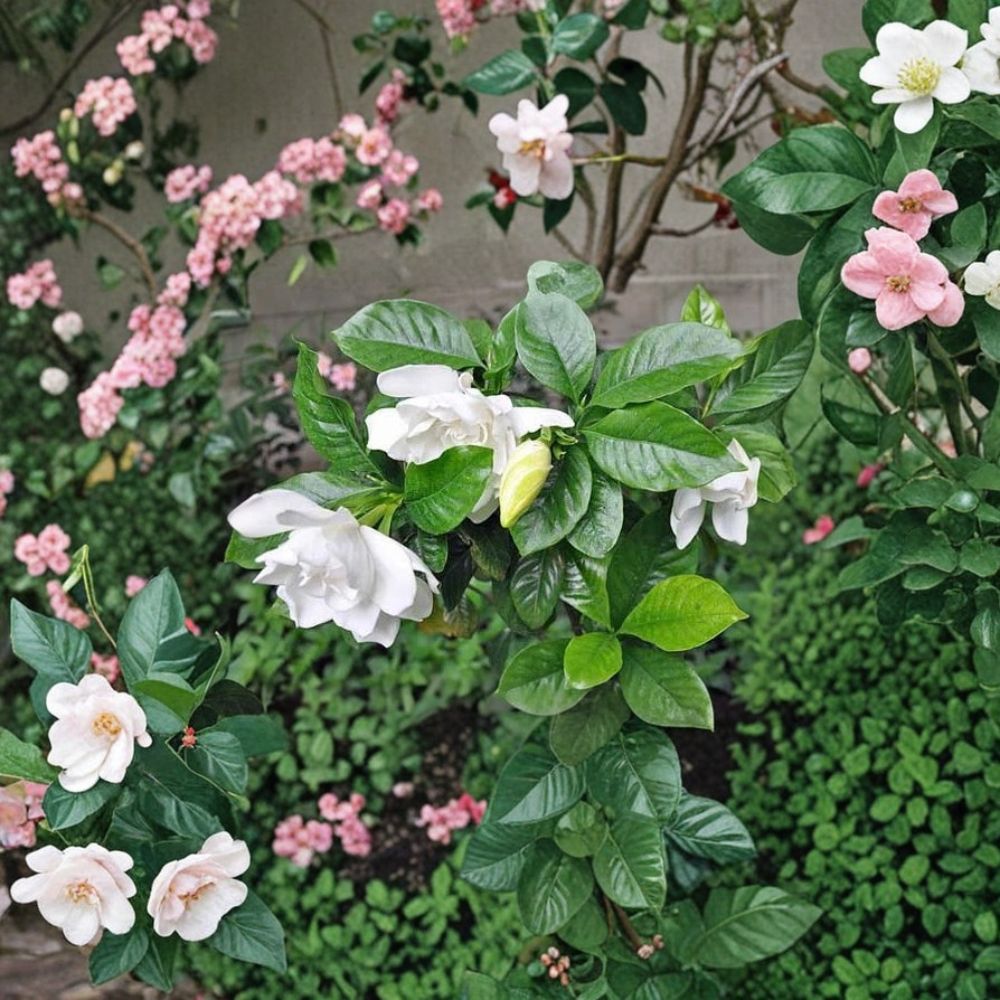 Gardenia Seeds 100 Pack – Fragrant White Flower Shrub – Gardenia jasminoides – Indoor Outdoor Plant for Garden and Home