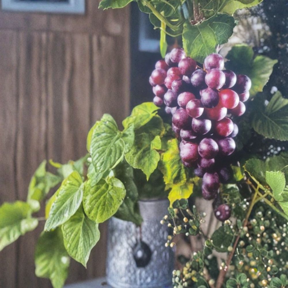 Black Lane Muscadine Grape Vine – Live Fruit Plant, Self-Fertile, 3 Gallon, Easy to Grow, Vineyard & Garden Favorite, Vitis rotundifolia