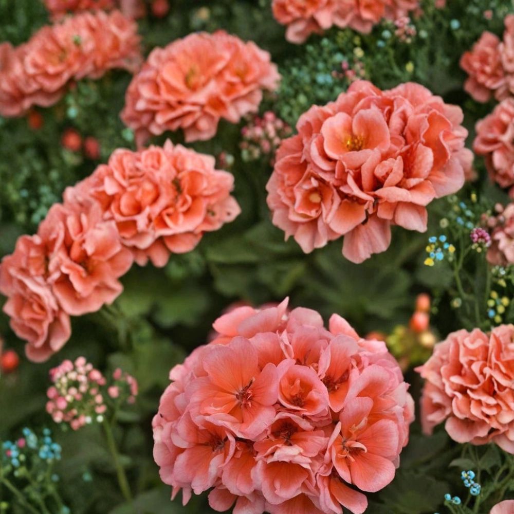 Presto Light Salmon Geranium Seeds – 25+ Pelargonium Flower Seeds for Garden, Bright Soft Salmon Blooms, Easy Care, Outdoor Planting