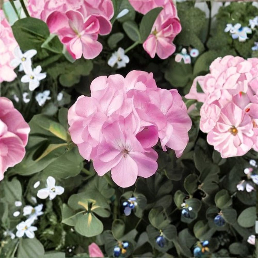 Pinto Premium Lavender Geranium Seeds – 100 Pelargonium Seeds for Garden Flowers, Pastel Lavender, Easy to Grow
