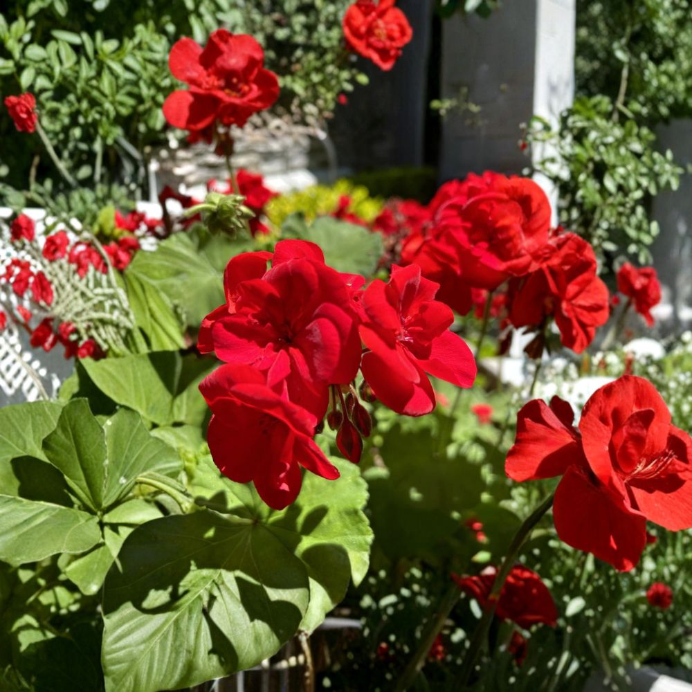 Red Geranium Cuttings – 6 Fresh Pelargonium Planting Material for Patio & Hanging Baskets – Dark Red Flowering Pelargonium