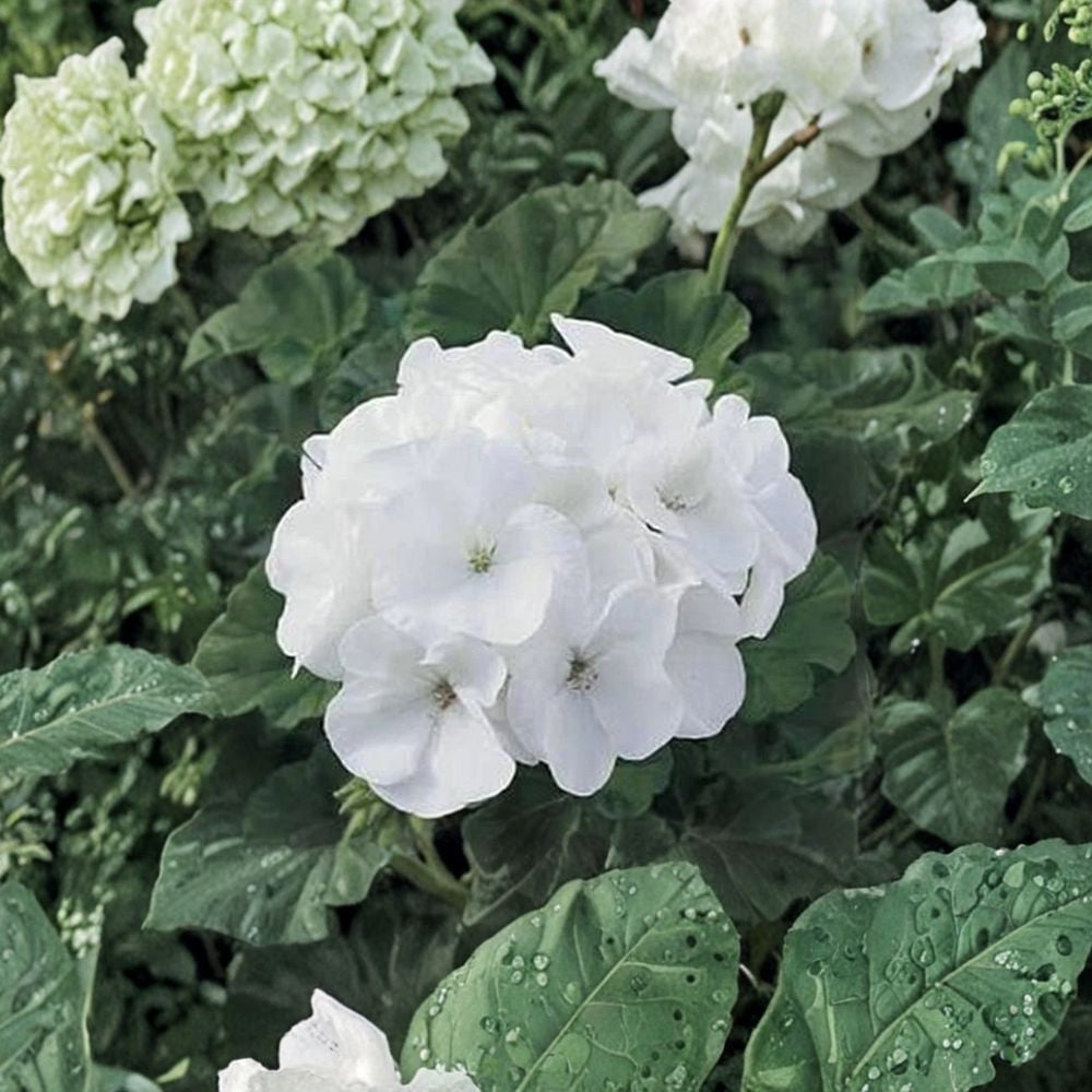 White Geranium Seeds – Maverick Series Premium Flower Seeds for Patio & Container Gardening, Bright White Blooms, Easy to Grow