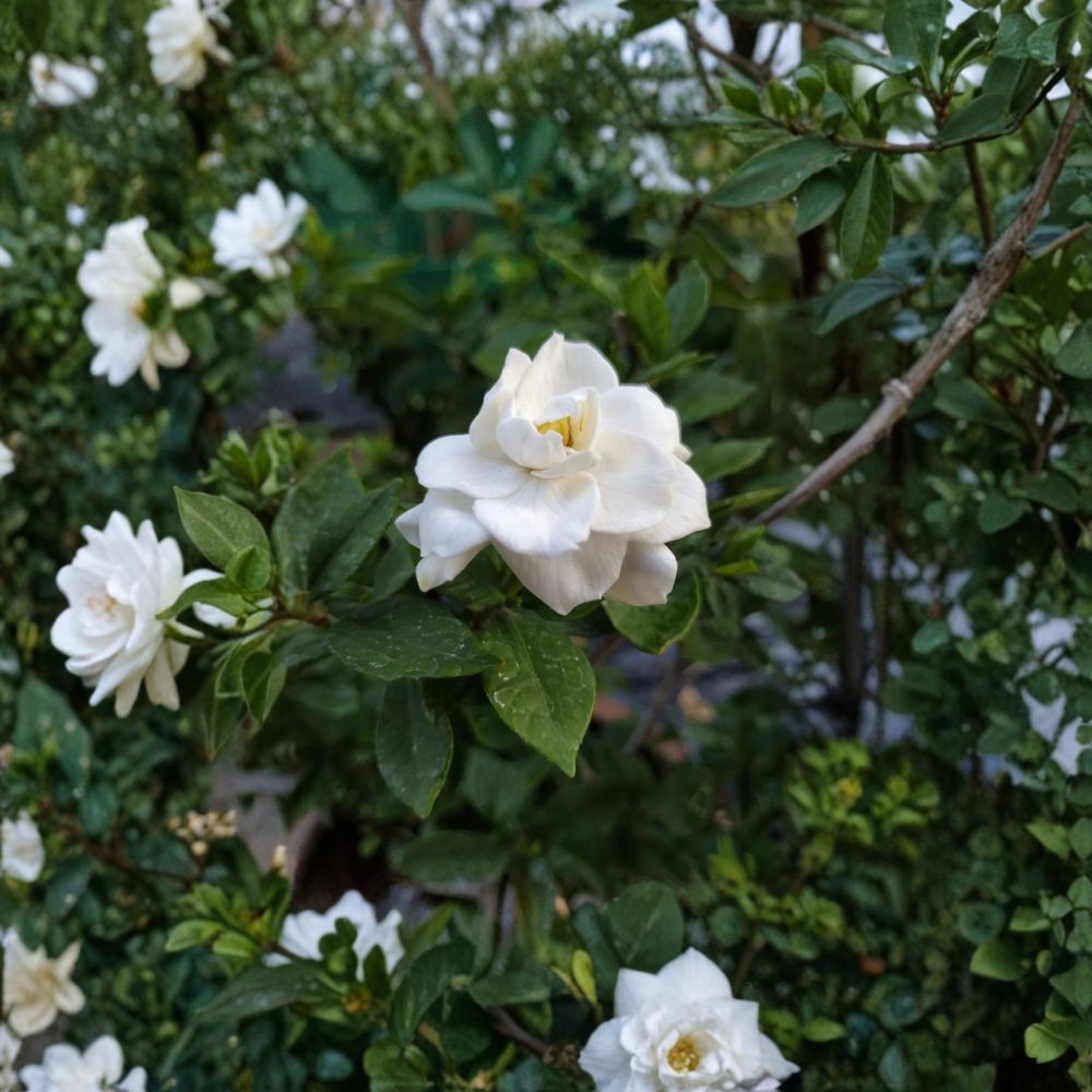 Gardenia Seeds 200+ | Fragrant White Flowering Shrub | Gardenia jasminoides Cape Jasmine | Heirloom Perennial Plant