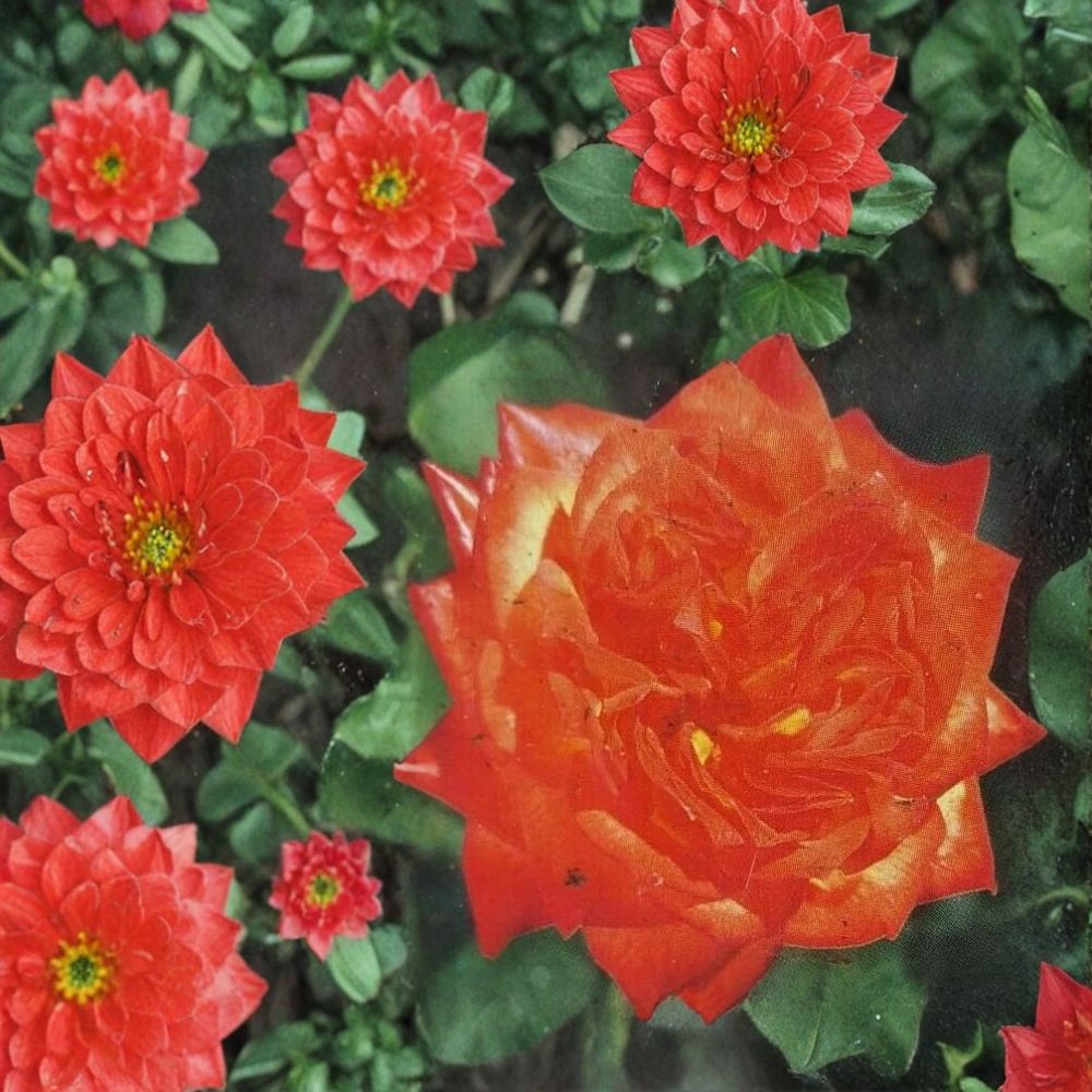 Charisma Floribunda Rose Live Plant – 2 Gallon Garden Shrub with Red, Orange, Yellow Blooms – Hardy Floribunda Rose Bush