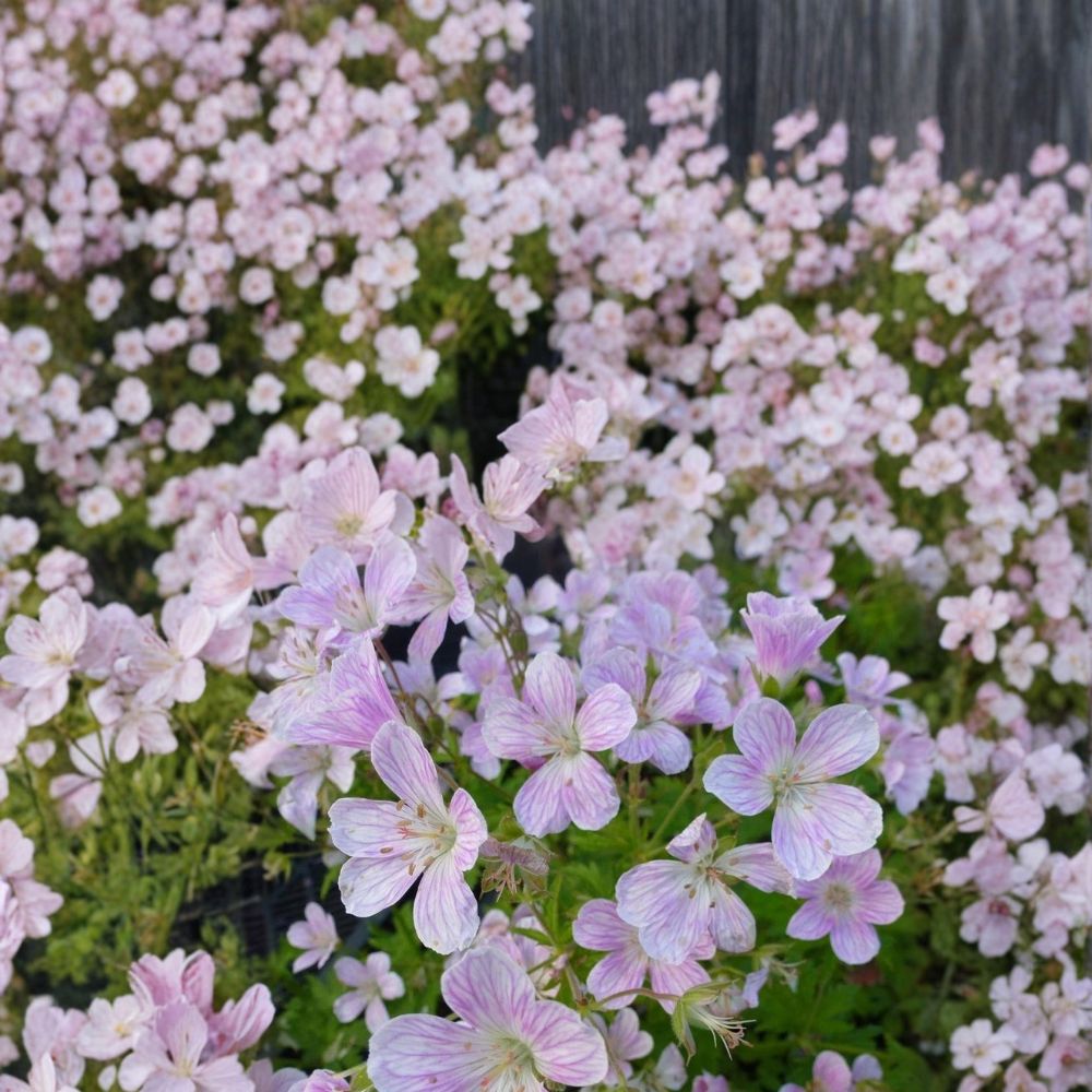 Melinda Geranium Seeds – 25+ Pelargonium Flower Seeds for Garden & Patio Bright Blooms, Vibrant Foliage, Easy to Grow
