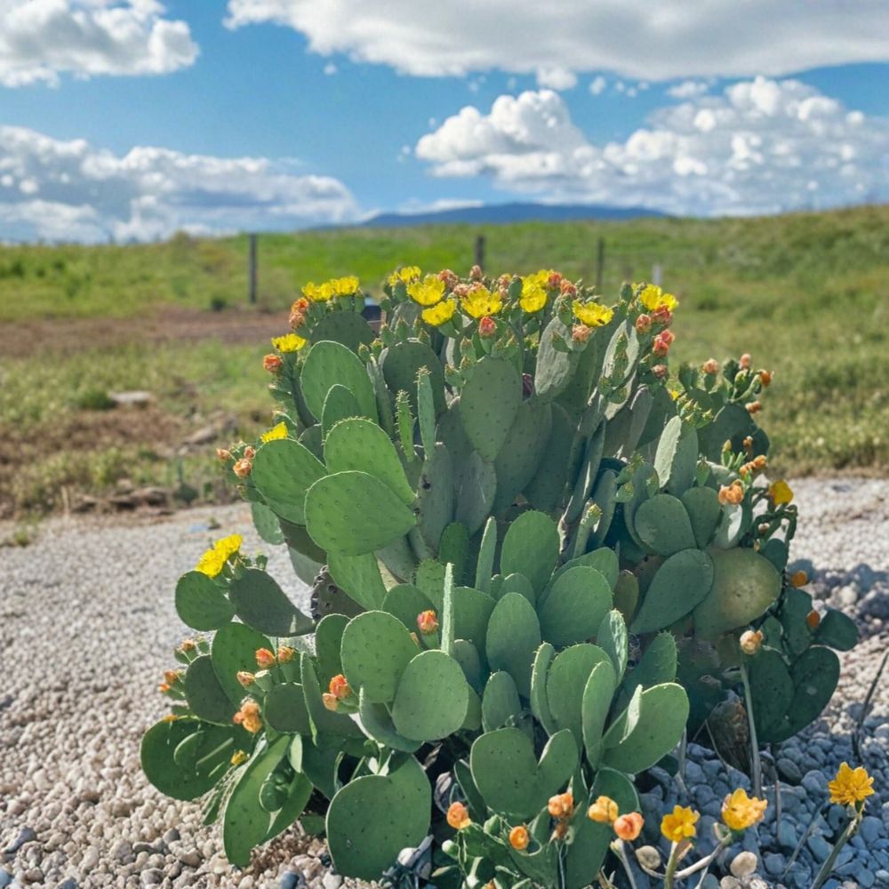 Spineless Prickly Pear Cactus Pads – Opuntia ‘Cacanapa Ellisiana’ Live Unrooted Pads, Edible Cactus with Yellow Flowers & Fruit