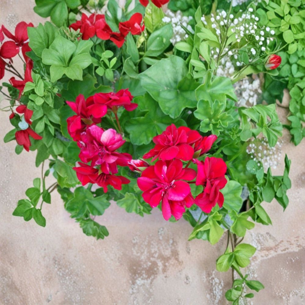 Rose Red Citronella Ivy Geranium Cuttings – 3 Live Pelargonium Plant Starters for Patio & Hanging Baskets | Fragrant Peltatum Geranium