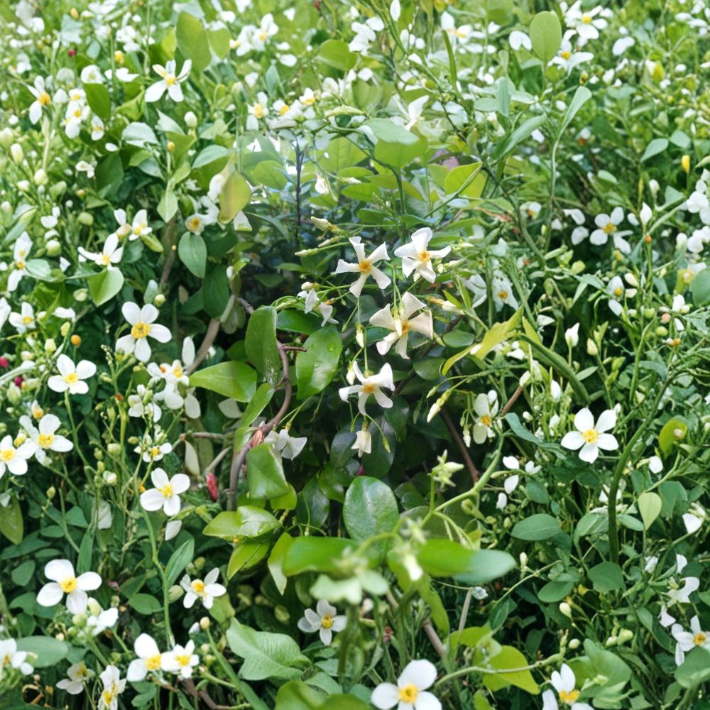 Asian Star Jasmine Plants – 5 Pack Live Vines, Rooted 2 Ft Long, Fragrant Ground Cover & Climbing Vine, Trachelospermum asiaticum