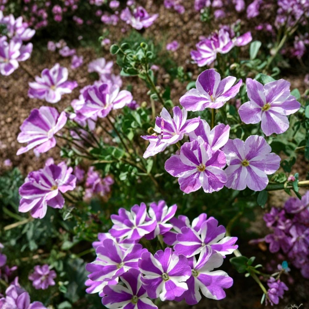 Precision Purple & White Ivy Leaf Geranium Seeds – 25+ Premium Trailing Flower Seeds for Hanging Baskets & Patio Gardens