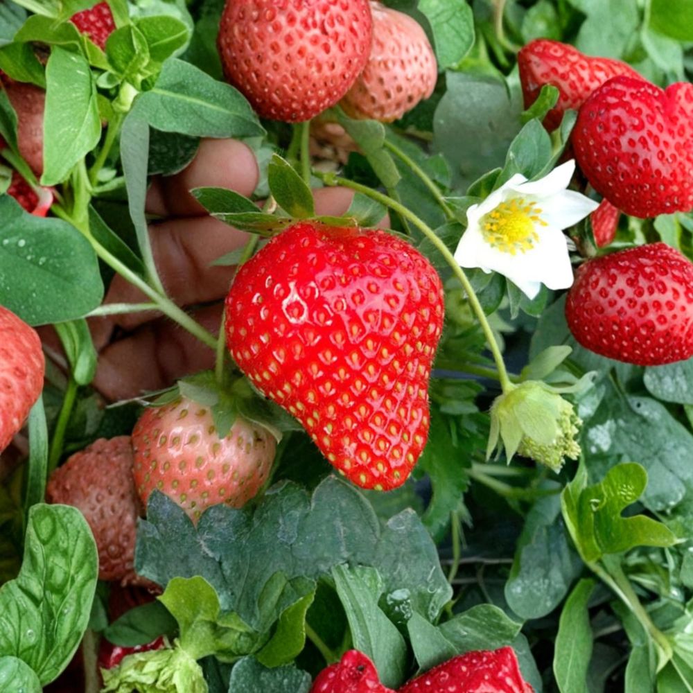 Benikahime Strawberry Plants – 6 Pack Live Bare Root Fragaria × ananassa Japanese Premium Strawberries with Sweet Creamy Flavor