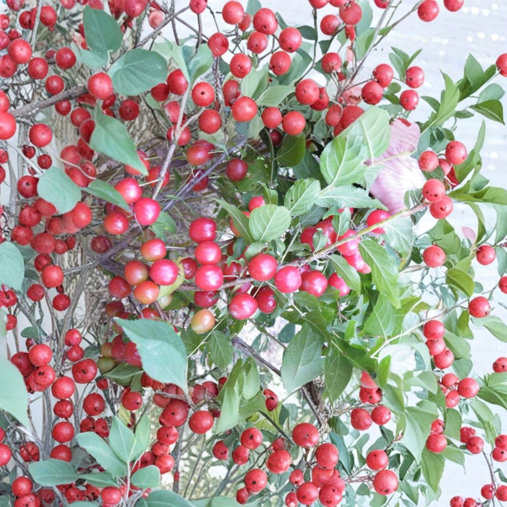 Cheropugy Nanking Cherry Bush – Live Rooted Edible Fruit Shrub for Zones 4-8 | Sweet Tart Cherries | Prunus tomentosa