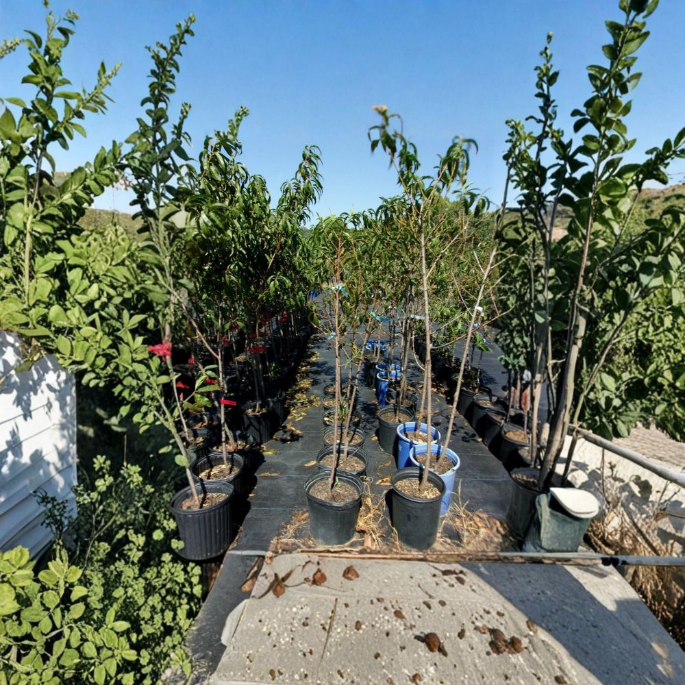 Derby Peach Tree – Live Fruit Tree, Semi-Freestone, Sweet Juicy Peaches, Prunus persica, 4–6 Feet Tall, Easy to Grow Orchard Tree