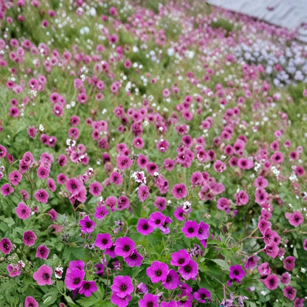 Bressingham Flair Geranium Seeds – Pelargonium Flower Seeds for Garden, Patio & Container, Vibrant Blooms, Easy to Grow, 25+ Seeds