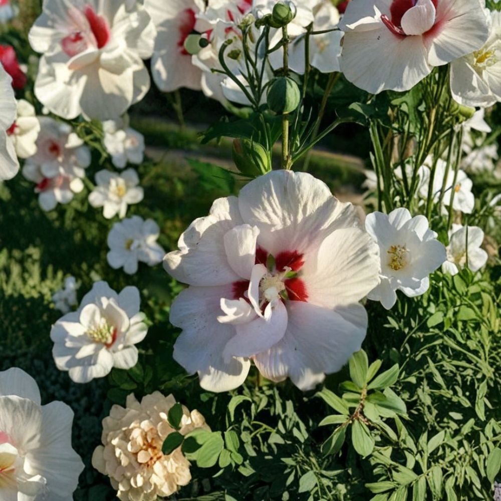 Double Flower White Althea Rose of Sharon Live Shrub Plant | 5 Gallon Hardy Landscape Flowering Shrub