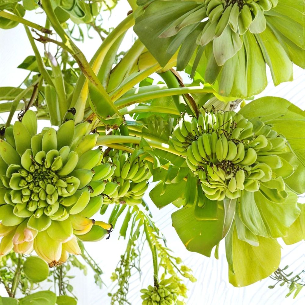 Double Mahoi Dwarf Banana Plants – Musa Live Starter Plugs, 3 Bare Root Tropical Fruit, Sweet Dessert Banana, Container Friendly