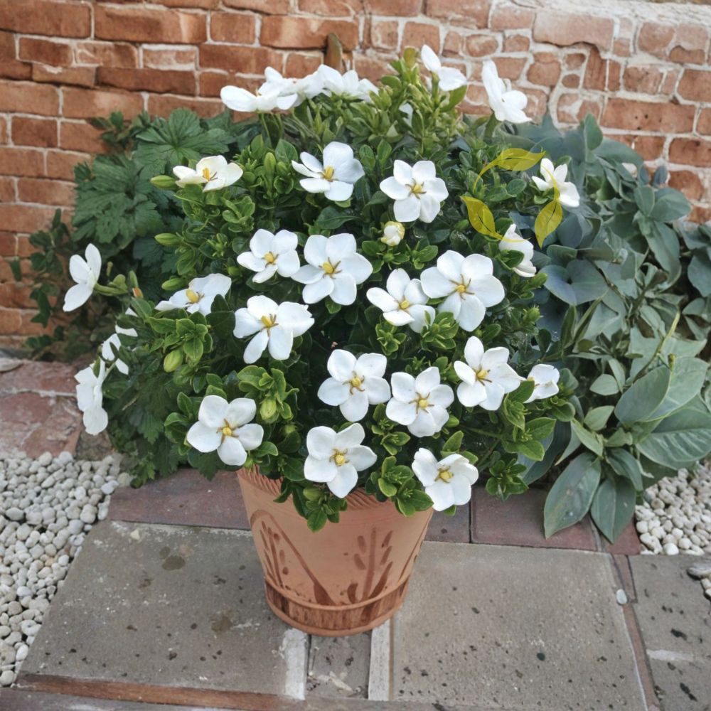 Gardenia Seeds – Gardenia jasminoides Cape Jasmine – Fragrant White Flowering Evergreen Shrub – 20+ Seeds for Garden and Landscape