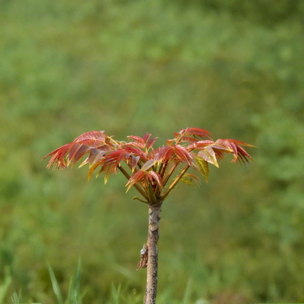 Toona sinensis Chinese Toon Tree Live Plant | 1 Gallon Potted Edible Fragrant Spring Tree | Aromatic Leaf Vegetable