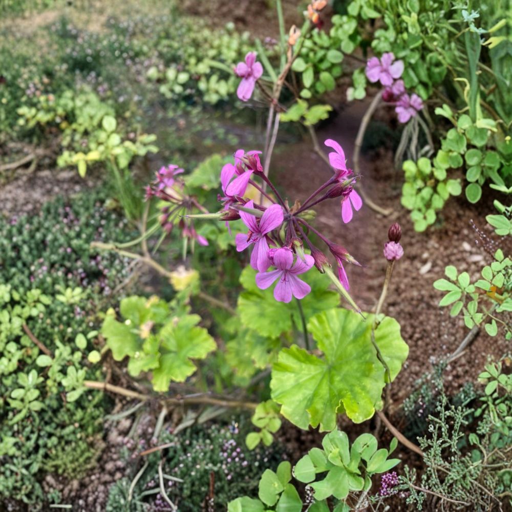 Pelargonium Radens Seeds – 5 Trailing Geranium Seeds for Ground Cover & Hanging Baskets – Fragrant Creeping Pelargonium Plant
