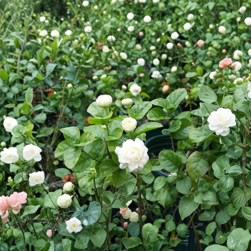 Grand Duke of Tuscany Jasmine Plant – Jasminum sambac Live Starter in Pot, Highly Fragrant Double Bloom Arabian Jasmine, Small Rooted Plant