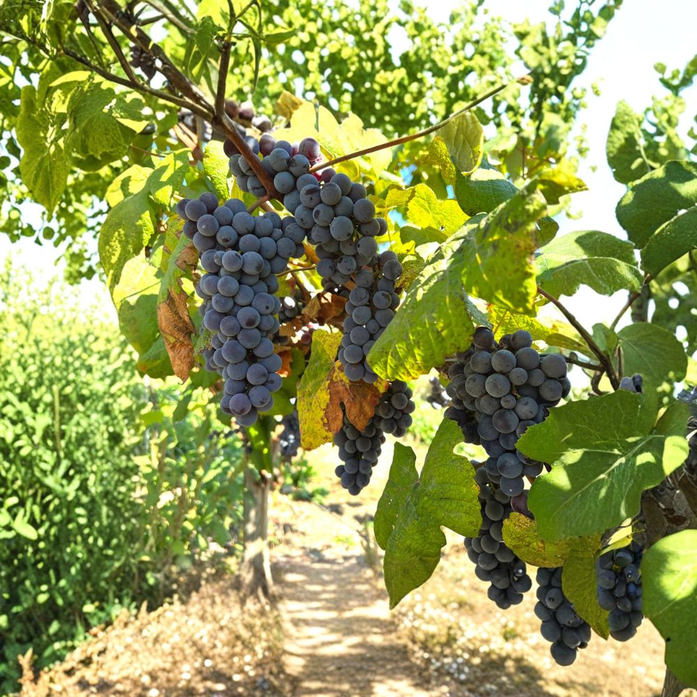 Steuben Grape Vine Live Plant | Japanese Tsuruta Seeded Grape | Cold Hardy to -20°F | Sweet Table, Juice & Jelly Grape